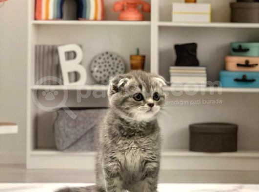 Scottish Fold Whiskas Yavrumuz görsel