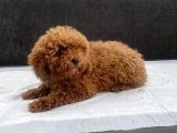 Mini Boy Toy Poodle Kızımız
