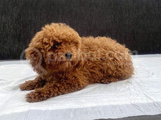 Mini Boy Toy Poodle Kızımız görsel