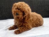 Mini Boy Toy Poodle Kızımız