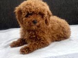 Mini Boy Toy Poodle Kızımız