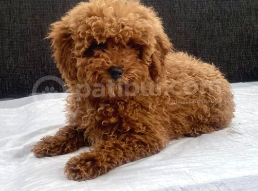 Mini Boy Toy Poodle Kızımız görsel