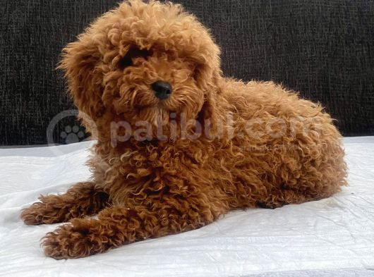 Mini Boy Toy Poodle Kızımız görsel