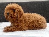 Mini Boy Toy Poodle Kızımız