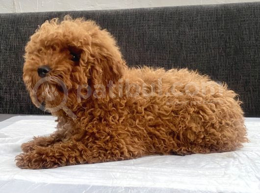 Mini Boy Toy Poodle Kızımız görsel