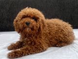 Mini Boy Toy Poodle Kızımız