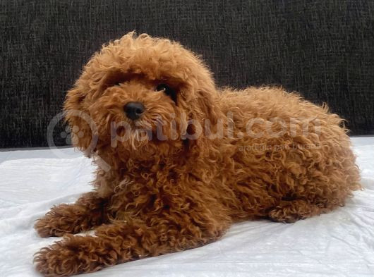 Mini Boy Toy Poodle Kızımız görsel