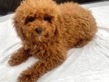 Mini Boy Toy Poodle Kızımız