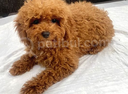Mini Boy Toy Poodle Kızımız görsel