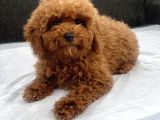 Mini Boy Toy Poodle Kızımız