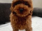 Red Brown Toy Poodle Oğlumuz