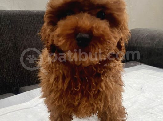 Red Brown Toy Poodle Oğlumuz görsel