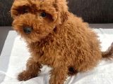 Red Brown Toy Poodle Oğlumuz