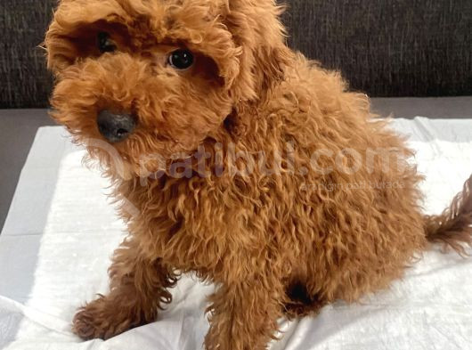 Red Brown Toy Poodle Oğlumuz görsel