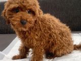 Red Brown Toy Poodle Oğlumuz