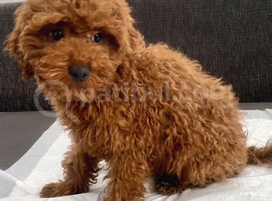 Red Brown Toy Poodle Oğlumuz görsel