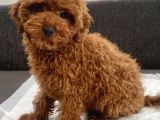 Red Brown Toy Poodle Oğlumuz
