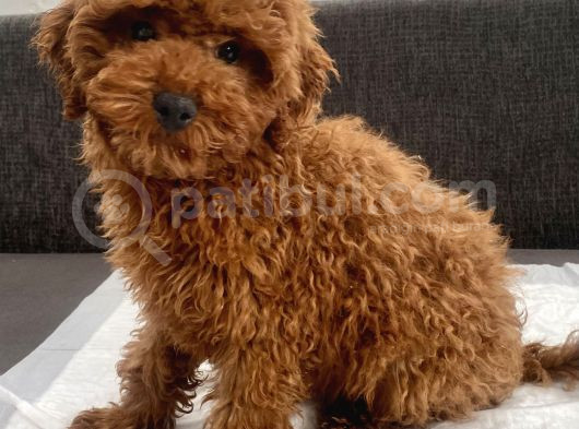 Red Brown Toy Poodle Oğlumuz görsel