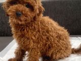 Red Brown Toy Poodle Oğlumuz
