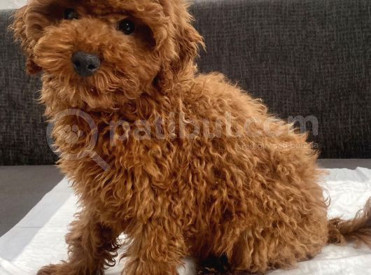 Red Brown Toy Poodle Oğlumuz görsel