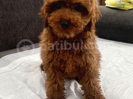 Red Brown Toy Poodle Oğlumuz görsel