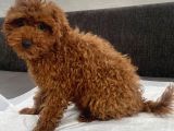 Red Brown Toy Poodle Oğlumuz