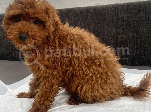 Red Brown Toy Poodle Oğlumuz görsel