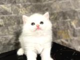 MASMAVİ GÖZLERE SAHİP BRITISH LONGHAIR YAVRULAR