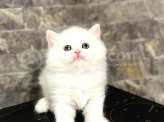 Masmavi̇ Gözlere Sahi̇p British Longhair Yavrular