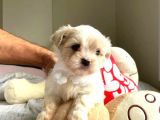Teacup Maltese Terrier Bebekler