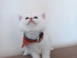Bri̇ti̇sh Anneden Beyaz Mavi̇ Gözlü Ci̇ns  Yavru Kedi̇mi̇z