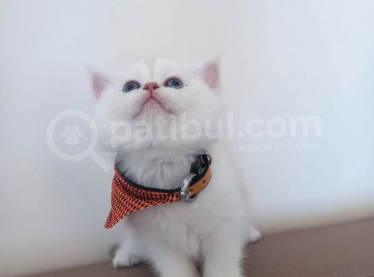 Bri̇ti̇sh Anneden Beyaz Mavi̇ Gözlü Ci̇ns  Yavru Kedi̇mi̇z görsel