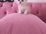 Bri̇ti̇sh Anneden Beyaz Mavi̇ Gözlü Ci̇ns  Yavru Kedi̇mi̇z