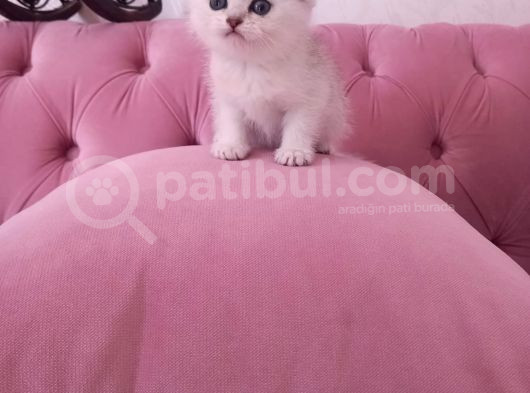 Bri̇ti̇sh Anneden Beyaz Mavi̇ Gözlü Ci̇ns  Yavru Kedi̇mi̇z görsel