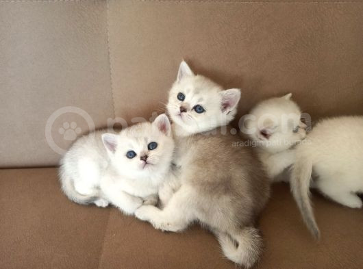 Bri̇ti̇sh Anneden Beyaz Mavi̇ Gözlü Ci̇ns  Yavru Kedi̇mi̇z görsel