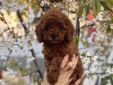 Redbrown minyatür Poodle