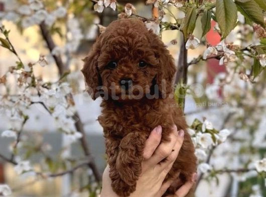Redbrown Minyatür Poodle