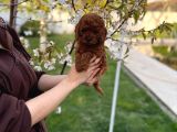 Redbrown Minyatür Poodle