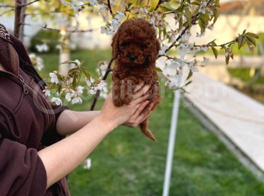 Redbrown Minyatür Poodle görsel