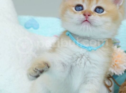 Altın Parıltılı Golden Ny12 British Shorthair görsel