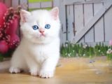 Kusursuz Asil Silver British Shorthair