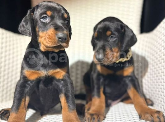 King Doberman Efsane Dişi Yavrumuz Mağazamızdan Sizlerle