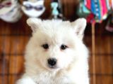 Bembeyaz Güzellik Safkan Samoyed Yavrusu
