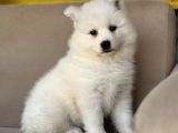 Bembeyaz Güzellik Safkan Samoyed Yavrusu