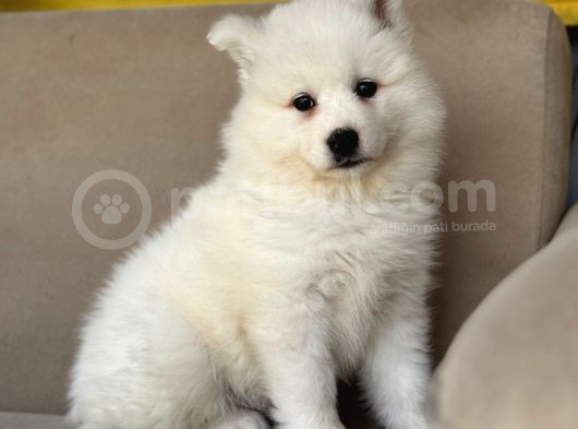 Bembeyaz Güzellik Safkan Samoyed Yavrusu görsel