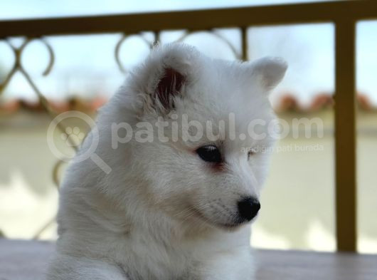 Bembeyaz Güzellik Safkan Samoyed Yavrusu görsel