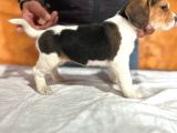 Safkan Beagle Yavrular