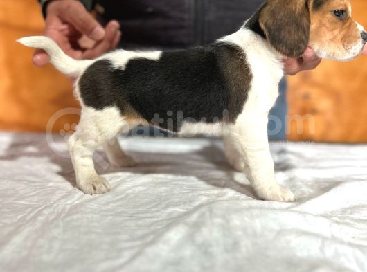 Safkan Beagle Yavrular görsel