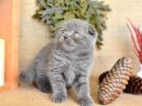 Duman Grisi Scottish Fold Shorthair