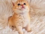 Mükemmel Kalite British Shorthair Golden Bebekler
